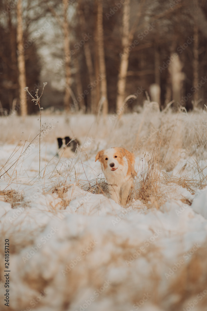 Young Female black and white Border Collie and red dog puppy stay In Snow During Sunset. winter forest on background Young Female black and white Border Collie and red dog puppy stay In Snow During Sunset. winter forest on background