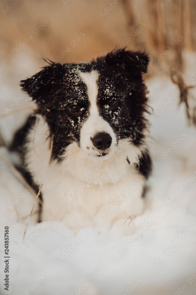Young Female black and white Border Collie stay In Snow During Sunset. winter forest on background