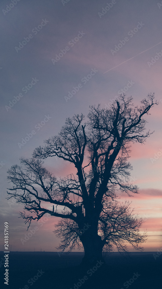 300 years Fraxinus, ash tree at colorful sunset sky background