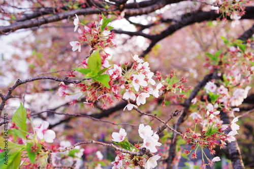 葉桜