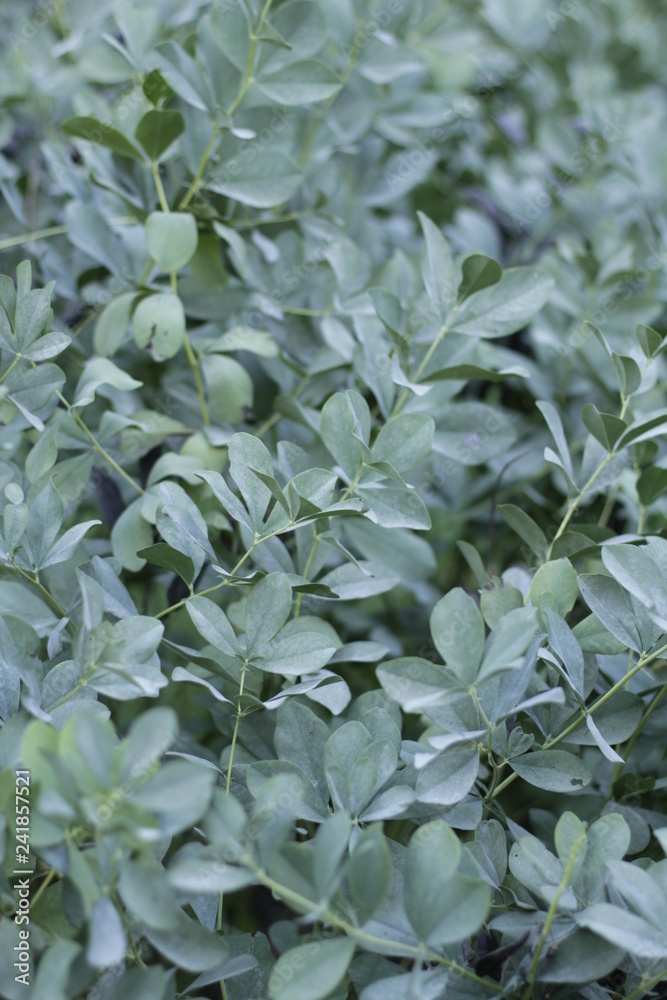 botanical garden vienna