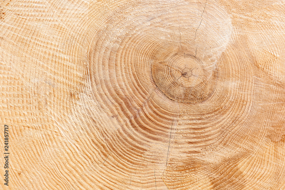 Naklejka premium Jahresringe eines dicken Baumstamms mit leicht rissiger Holzstruktur in Nahaufnahme