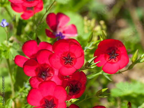 Linum Grandiflorum - Lin à grandes fleurs rouge brillant.