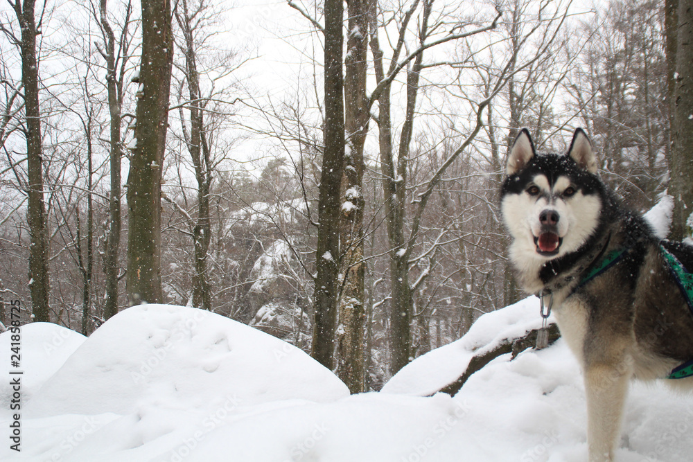 Adult Husky travels in the winter forest. Dog games Snow and winter Adult Husky travels in the winter forest. Dog games Snow and winter