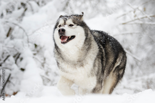 snow dog in cold winter © Happy monkey
