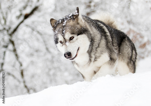 snow dog in cold winter