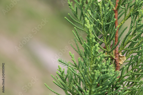 Tree pine Close up at garden