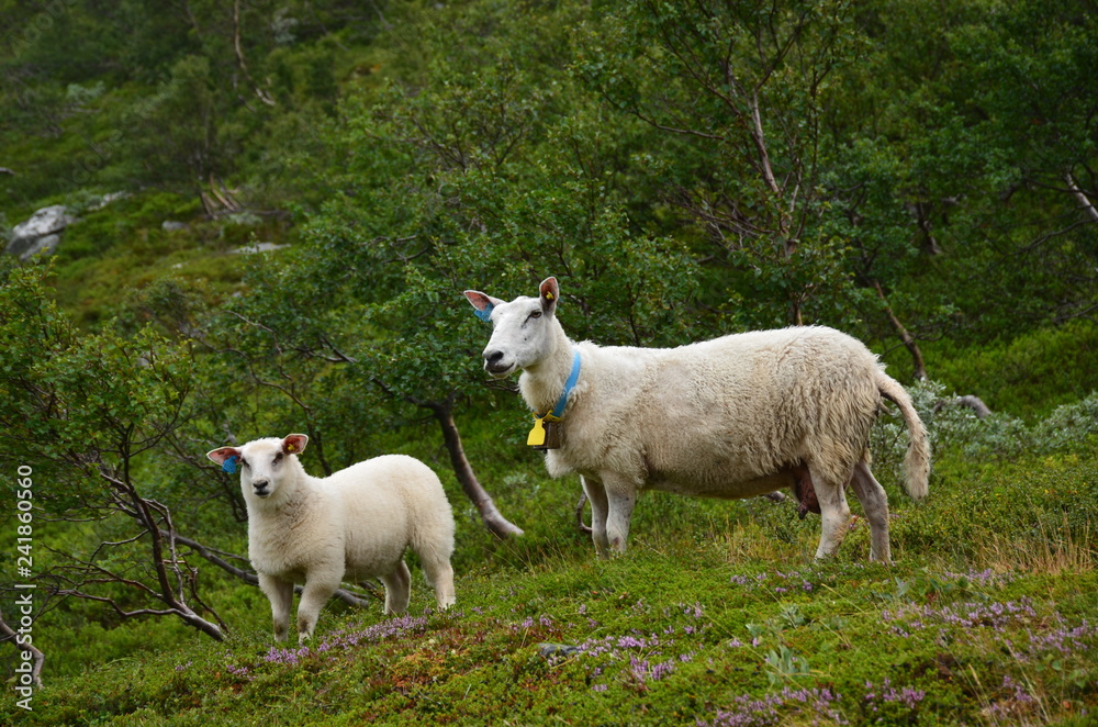 Obraz premium Schaf mit Lamm auf der Weide