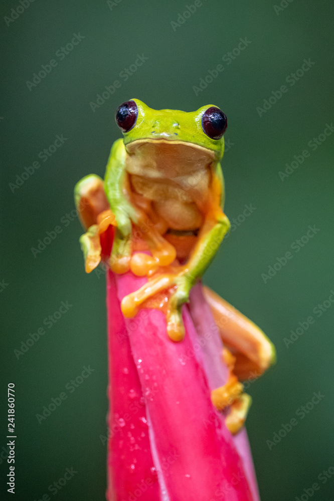 Naklejka premium Gliding tree frog (Agalychnis spurrelli) is a species of frog in family Hylidae. It is found in Colombia, Costa Rica, Ecuador, and Panama.
