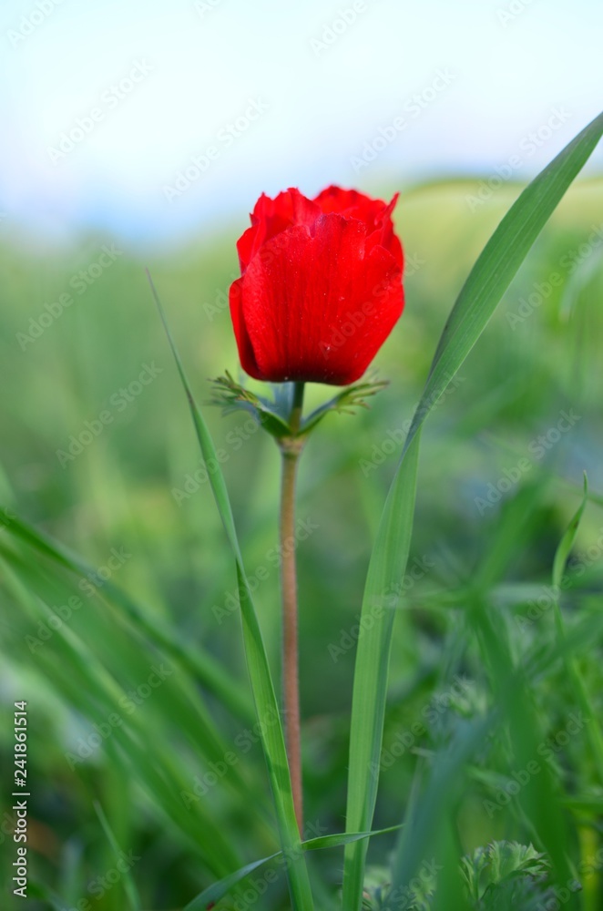 Obraz premium anemone