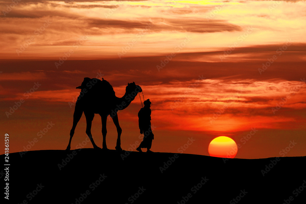 Walking with camel through Thar Desert in India, Show silhouette and dramatic sky Walking with camel through Thar Desert in India, Show silhouette and dramatic sky