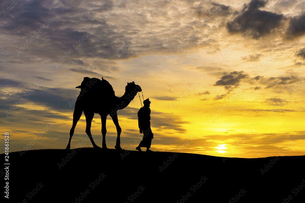 Walking with camel through Thar Desert in India, Show silhouette and dramatic sky Walking with camel through Thar Desert in India, Show silhouette and dramatic sky