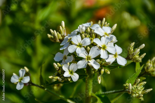 Weiße Blütenblätter - Pflanze weiß - grün