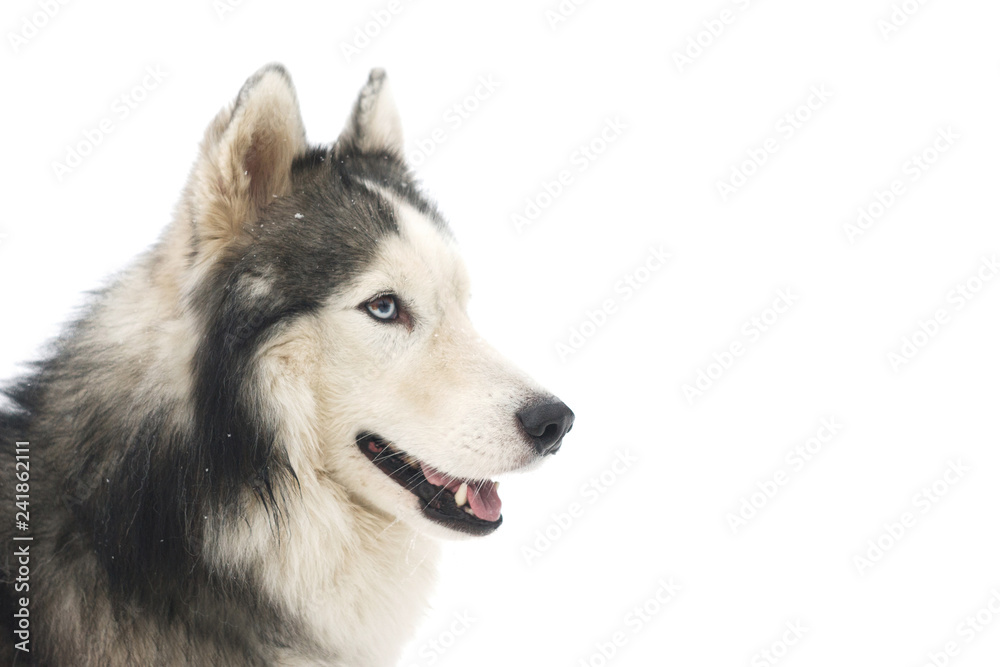siberian husky isolated on white background siberian husky isolated on white background