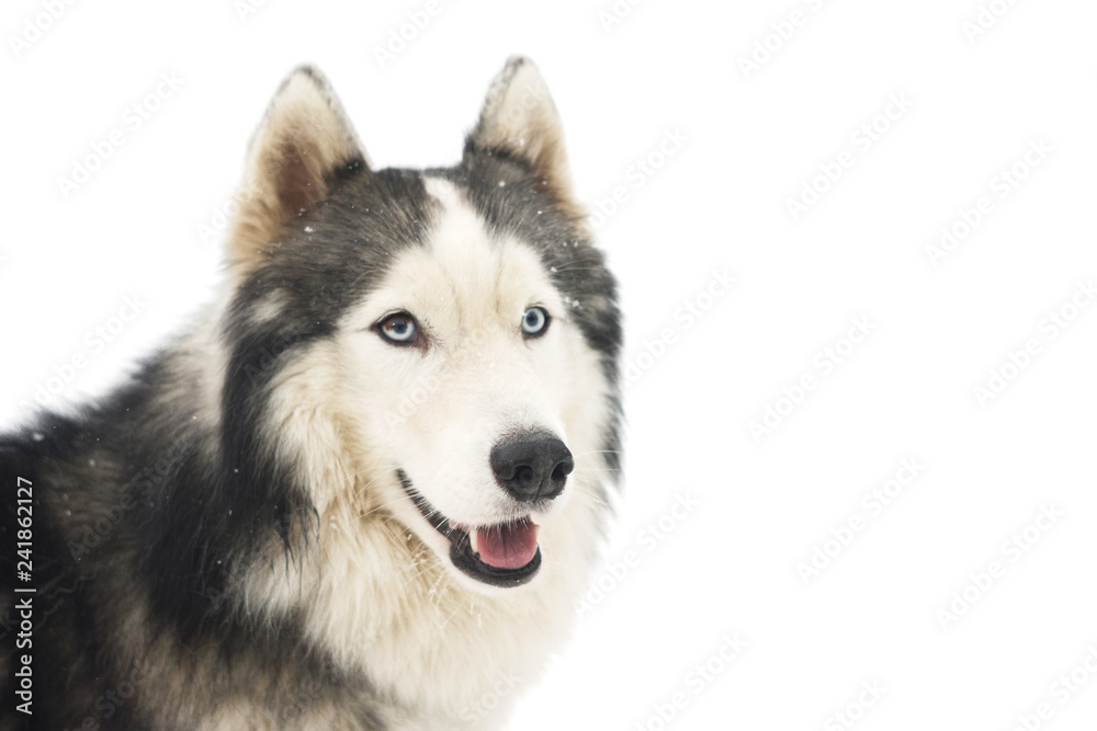 Siberian husky isolated on white background