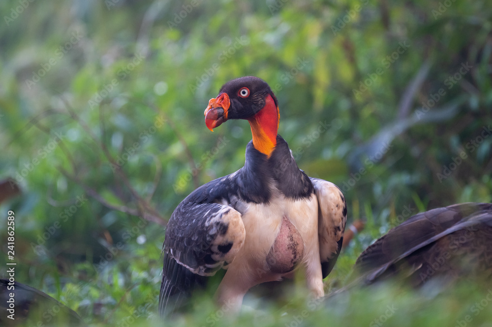 King vulture, Sarcoramphus papa, large bird found in Central and South America. Flying bird, forest in the background. Wildlife scene from tropic nature. Red head bird. Condor with open wing, Panama King vulture, Sarcoramphus papa, large bird found in Central and South America. Flying bird, forest in the background. Wildlife scene from tropic nature. Red head bird. Condor with open wing, Panama