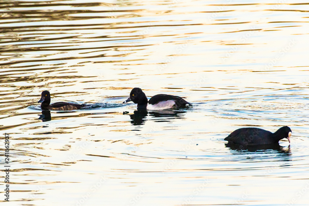 Ring-necked Duck (Aythya collaris) on a pond