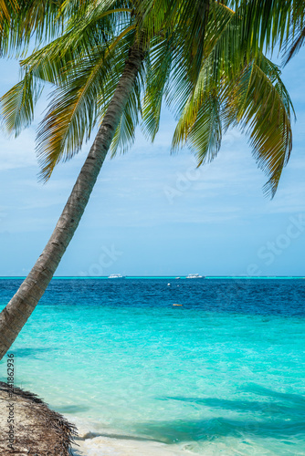 Coconut tree and beautiful sea on clear sky day, Nobody.
