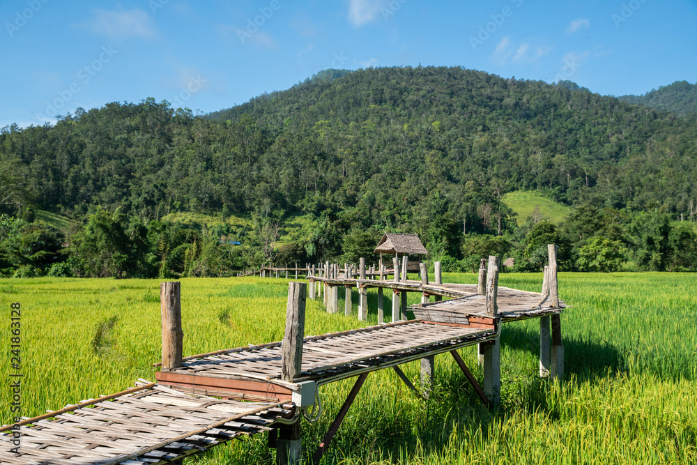 Bamboo weave walk way bridge and rice field, landscape view.