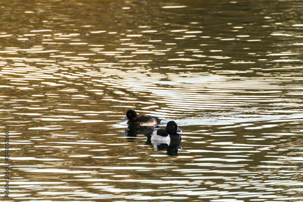 Ring-necked Duck (Aythya collaris) on a pond