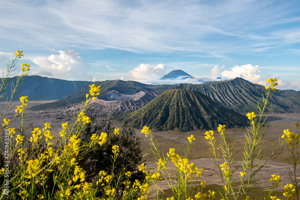 Fototapeta premium Bromo mountain with yellow flower on foreground