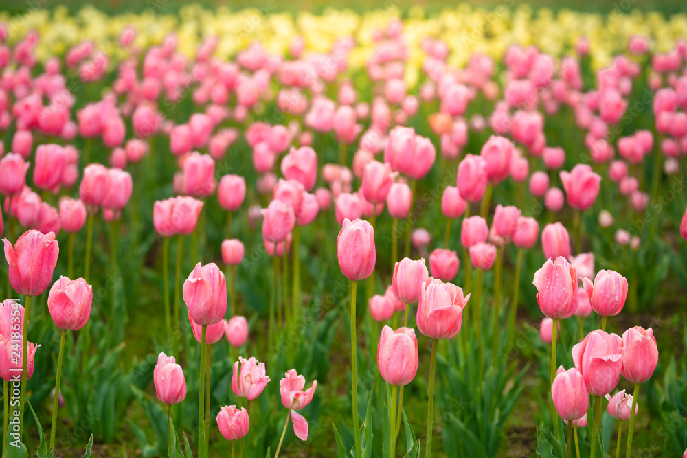 Pink tulips in the flower garden