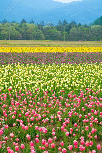 Wallpaper Mural Colorful tulips field, outdoor place , nature field Torontodigital.ca
