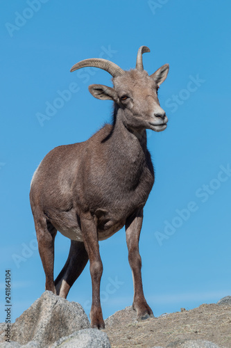Desert bighorn Sheep Ewe