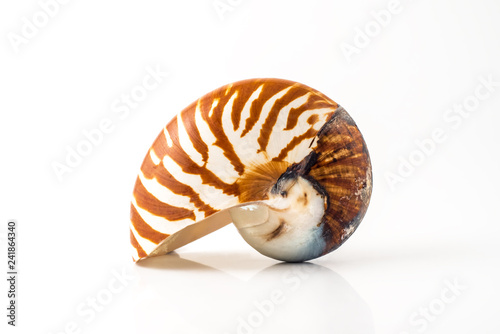 Nautilus mollusk shell on white background