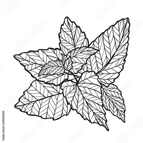 Graphic vector illustration with black and white mint bunch. Isolated uncolored illustration. Can be used as print. Nature spring element with leaves.