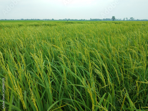 Rice Field