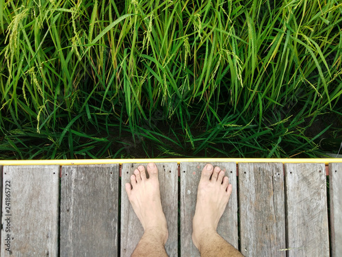 Standing on rice field
