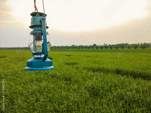 Lantern and Rice Field