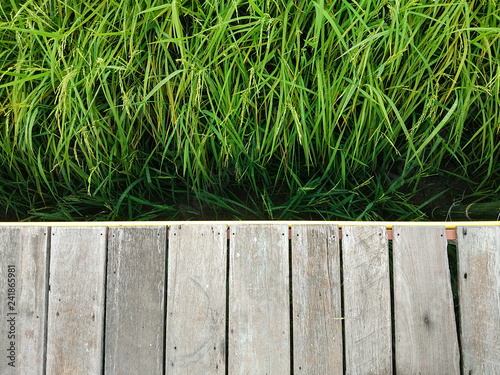 Wooden Bridge and Rice Field