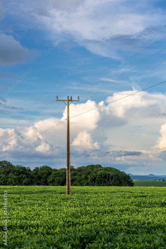An electrical pole in a soybean field in Mato Grosso do Sul state in Brazil