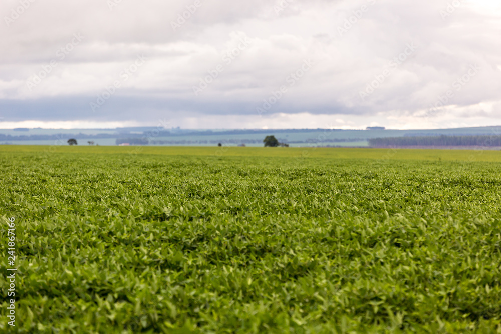 Large soybean plantation in Brazil in a overcast weather