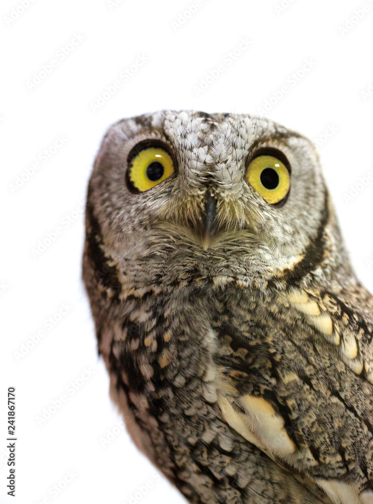 Obraz premium Western Screech Owl on a white background