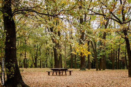Autumn forest scenery. Yellow/brown leaves cover the ground. Wooden benches and table in the forest. Nature scenery.