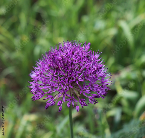 Beautiful purple flowers of allium aflatunense on a bright sunny day in the organic garden. Fresh kitchen herbs .Food concept.