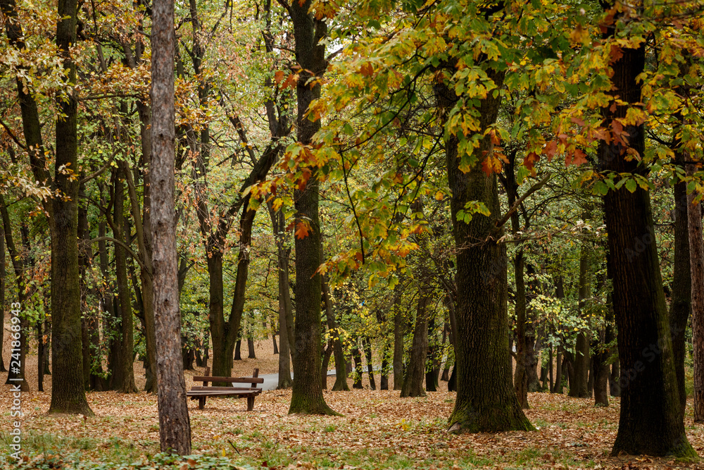 Autumn forest scenery. Yellow/brown leaves cover the ground. Wooden benches and table in the forest. Road going through the woods. Nature scenery. Autumn forest scenery. Yellow/brown leaves cover the ground. Wooden benches and table in the forest. Road going through the woods. Nature scenery.