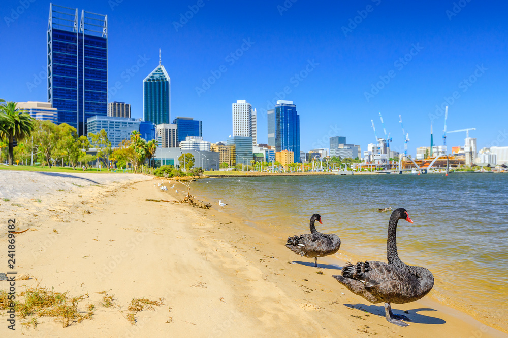Naklejka premium Para Czarnych Łabędzi na Łabędziej Rzece w Perth Zatoce. W tle Perth Downtown z nowoczesnymi drapaczami chmur, Australia Zachodnia. Sezon letni w piękny dzień.
