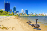 Couple of Black Swans on the Swan River in Perth Bay. In the background Perth Downtown with its modern skyscrapers, Western Australia. Summer season in a beautiful day.