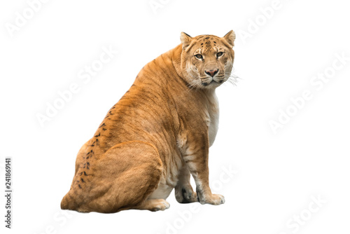 Portrait of liger, lion and tiger cub, result of  interbreeding, the biggest cat in the world looking straight, isolated on white background