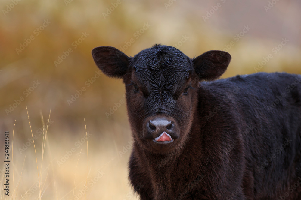 Young Black Angus Calf sticking out tongue