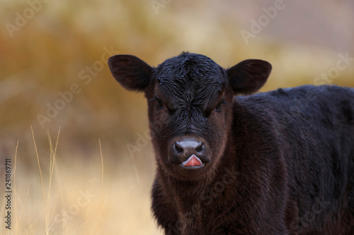 Fotografie Young Black Angus Calf sticking out tongue