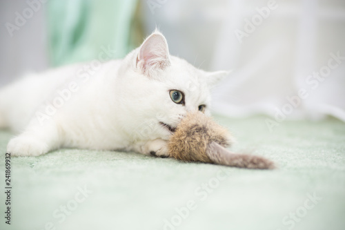 beautiful young cat breed Scottish chinchilla straight