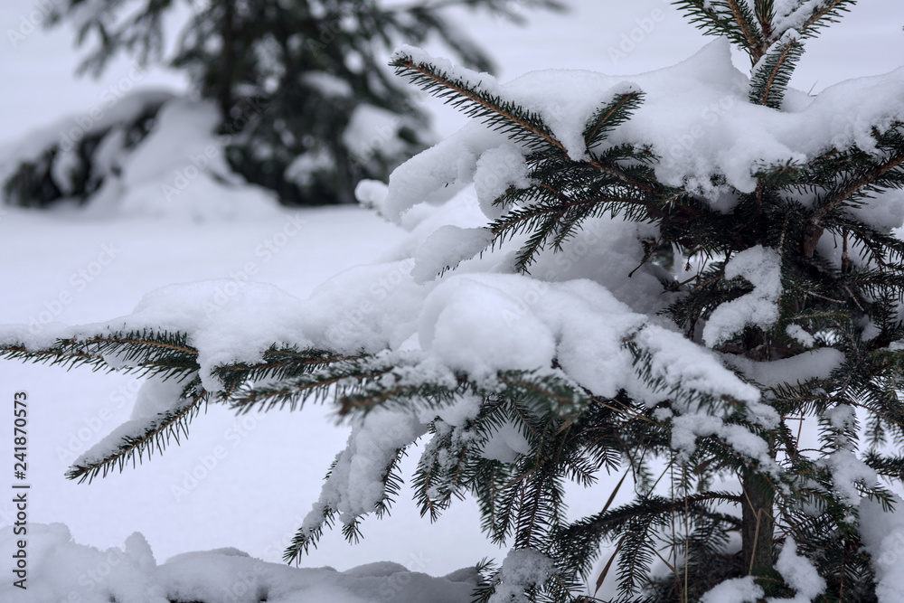 Young fir covered with snow on a cloudy winter day Young fir covered with snow on a cloudy winter day