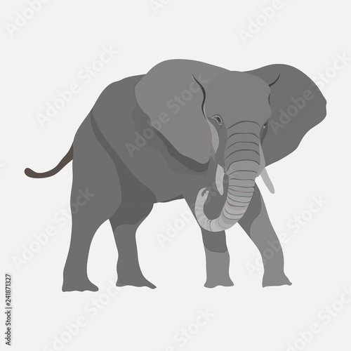 Image elephant  African animal  royal animal