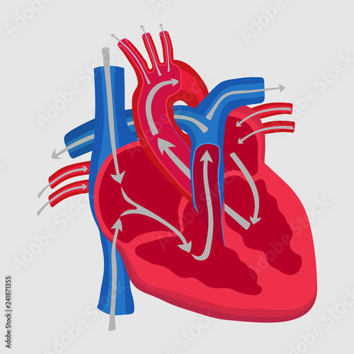 the human heart, the study of anatomy, the path of blood flow in
