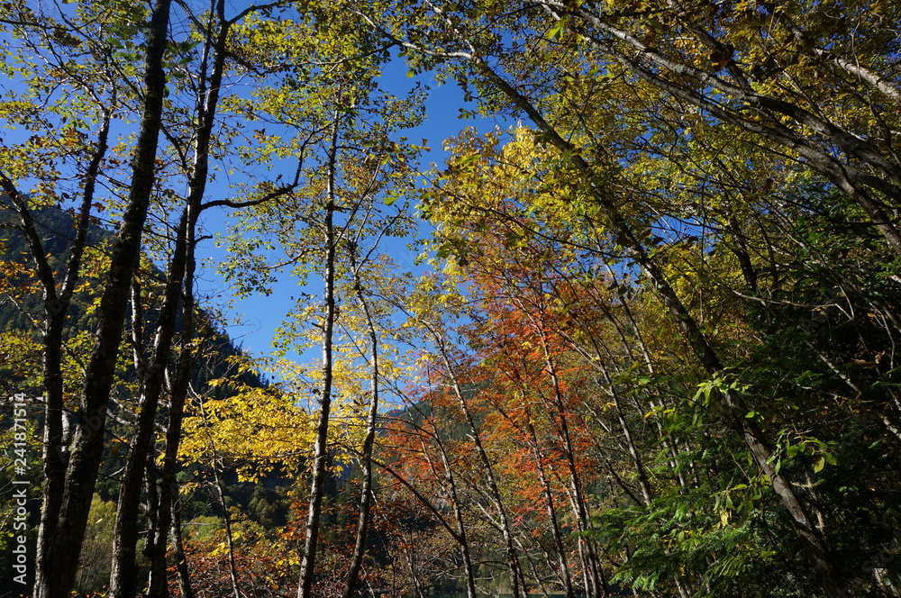 trees in autumn